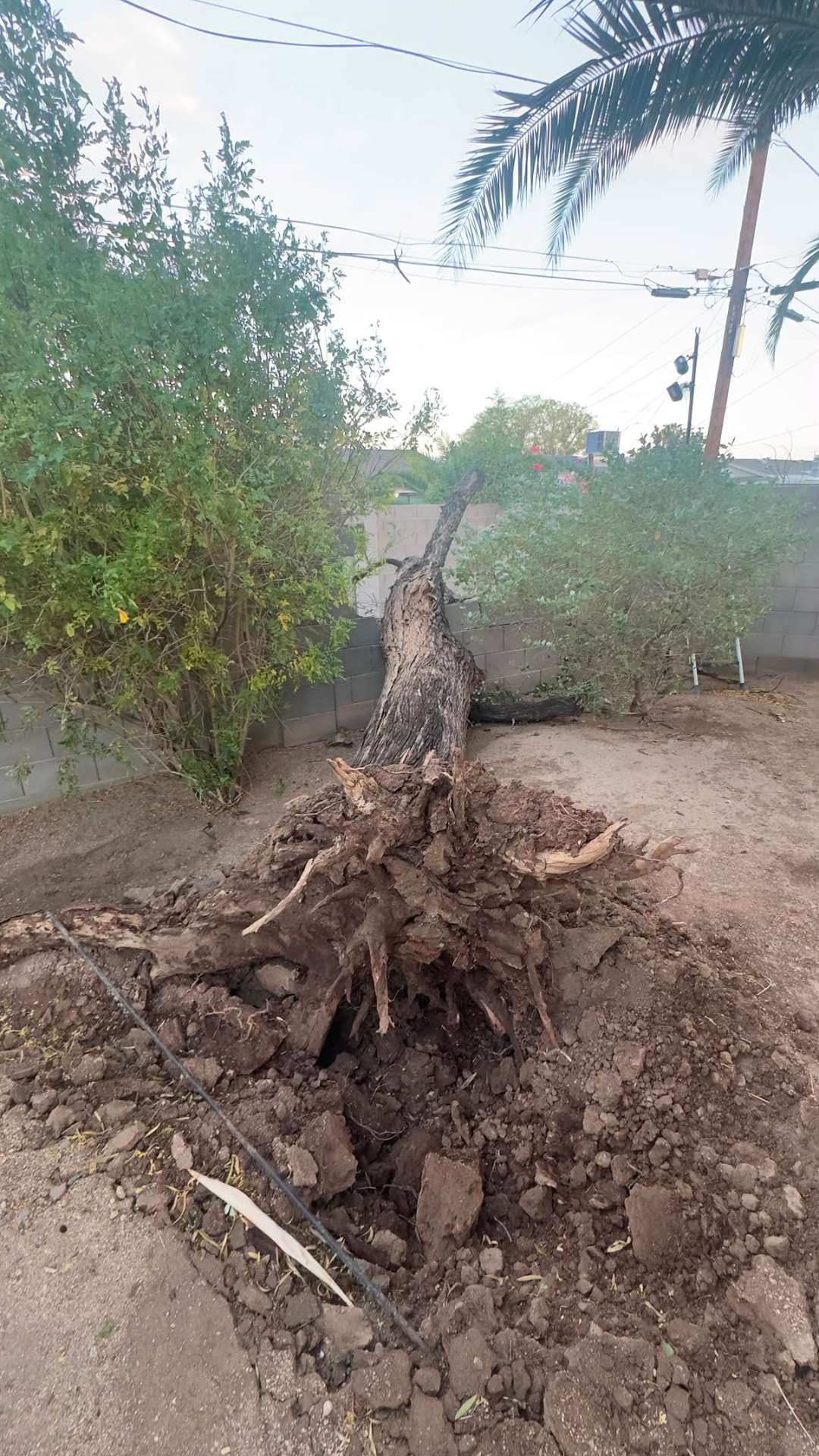 Tree-Damaged Wall Replacement — before
